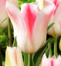 Tulip close-up
