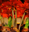 Amaryllis