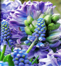 Muscari & Hyacinths