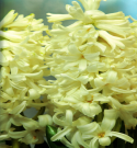 Hyacinths