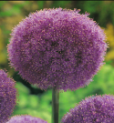 Allium Giganteum