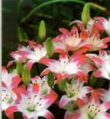 Lilium Lollypop