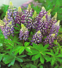 Lupins
