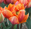 Lilium Lollypop