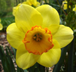 Crocus Remembrance