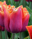 Tulips World Expression