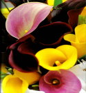 Zantedeschia mixed