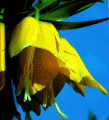 Fritillaria - Crown Imperial