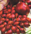 Onion sets