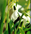 Snowdrops