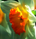 Narcissi close-up