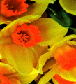 Narcissi close-up