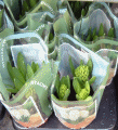 Potted hyacinths