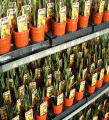 Potted dwarf narcissi
