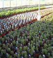Potted lilies