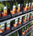 Potted lillies