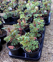 Potted Dicentra