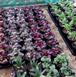 Potted perennials