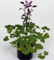 Potted Aquilegia