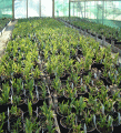 Potted perennials