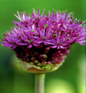 Allium Sphaerocephalon