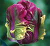 Tulip Rai Tulip Rai