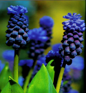 Muscari Latifolium Muscari Latifolium