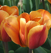 Tulip Cairo Tulip Cairo