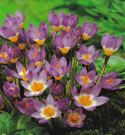 Specie crocus Tricolor Specie crocus Tricolor