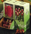 Counter display boxes