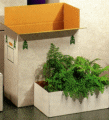 Boxed plants
