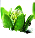Hyacinth