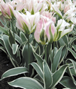 Tulip World Expression