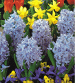 Hyacinths & dwarf narcissi