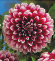 Dahlia Edinburgh
