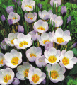 Specie crocus Princess Beatrix
