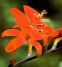 Crocosmia