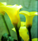Zantedeschia