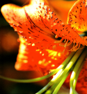 Lilium