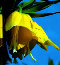 Fritillaria - Crown Imperial