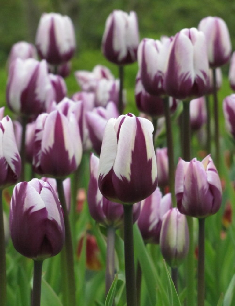 Wholesale Flower Bulbs, Potted Bulbs, Perennials & Lilies