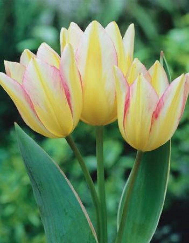 Wholesale Flower Bulbs, Potted Bulbs, Perennials & Lilies
