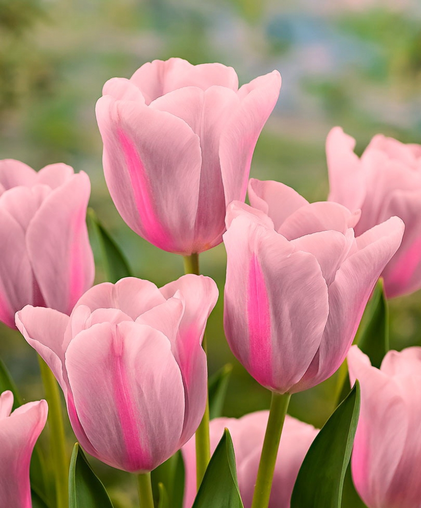 Wholesale Flower Bulbs, Potted Bulbs, Perennials & Lilies