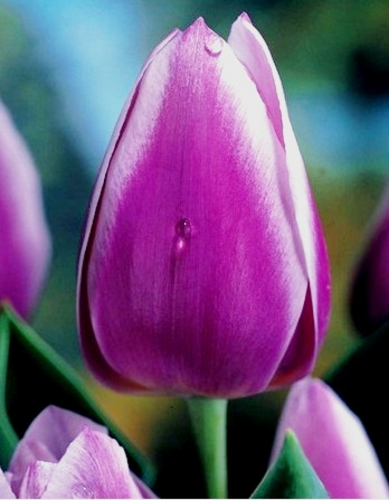 Wholesale Flower Bulbs, Potted Bulbs, Perennials & Lilies