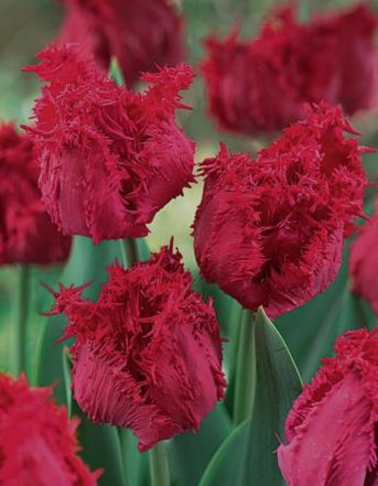 Wholesale Flower Bulbs, Potted Bulbs, Perennials & Lilies