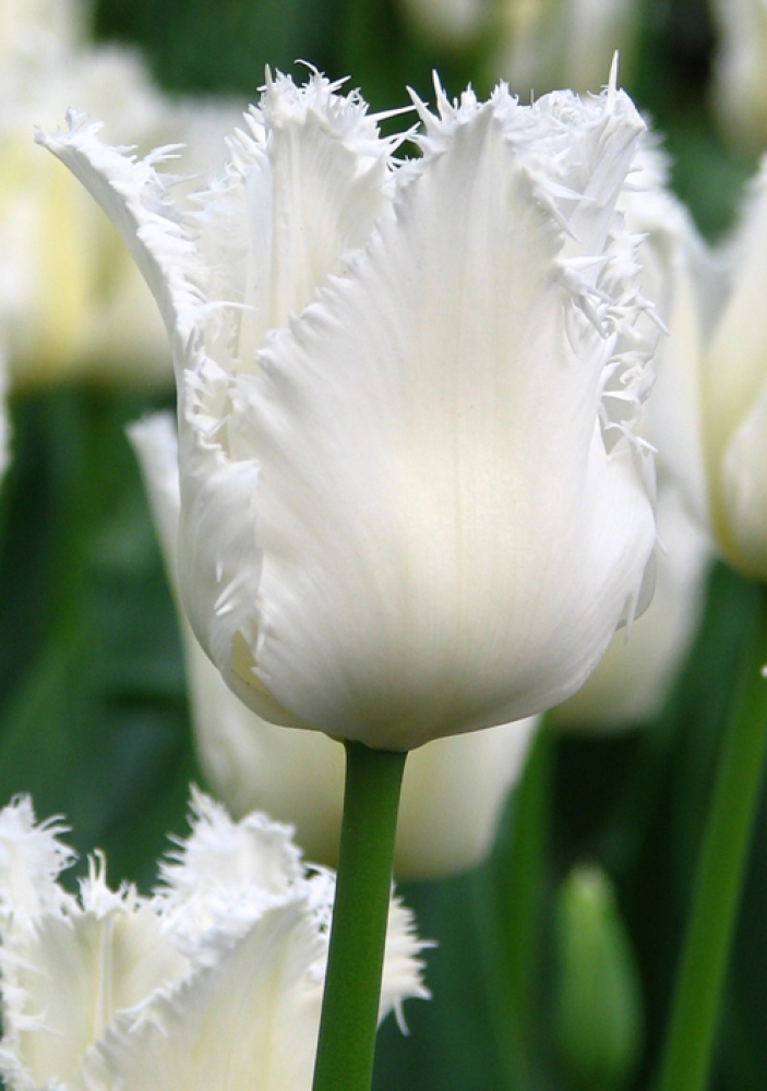 Wholesale Flower Bulbs, Potted Bulbs, Perennials & Lilies