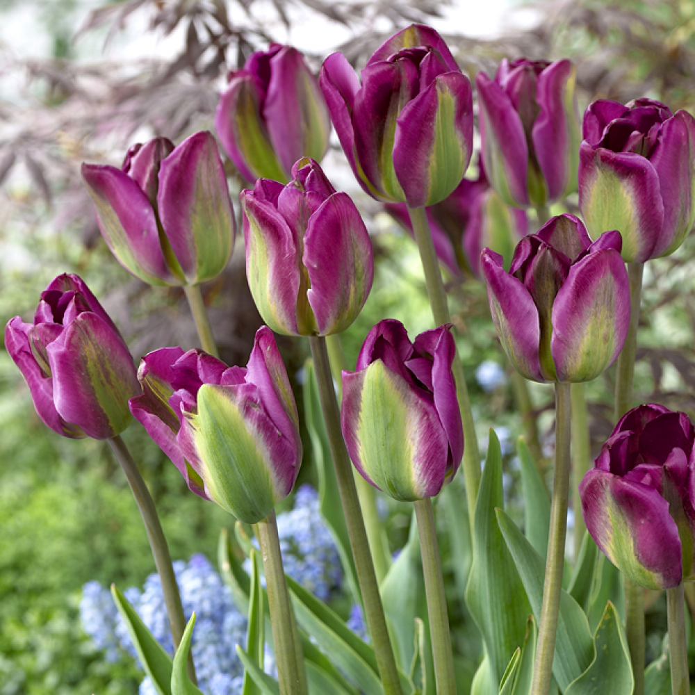 Wholesale Flower Bulbs, Potted Bulbs, Perennials & Lilies