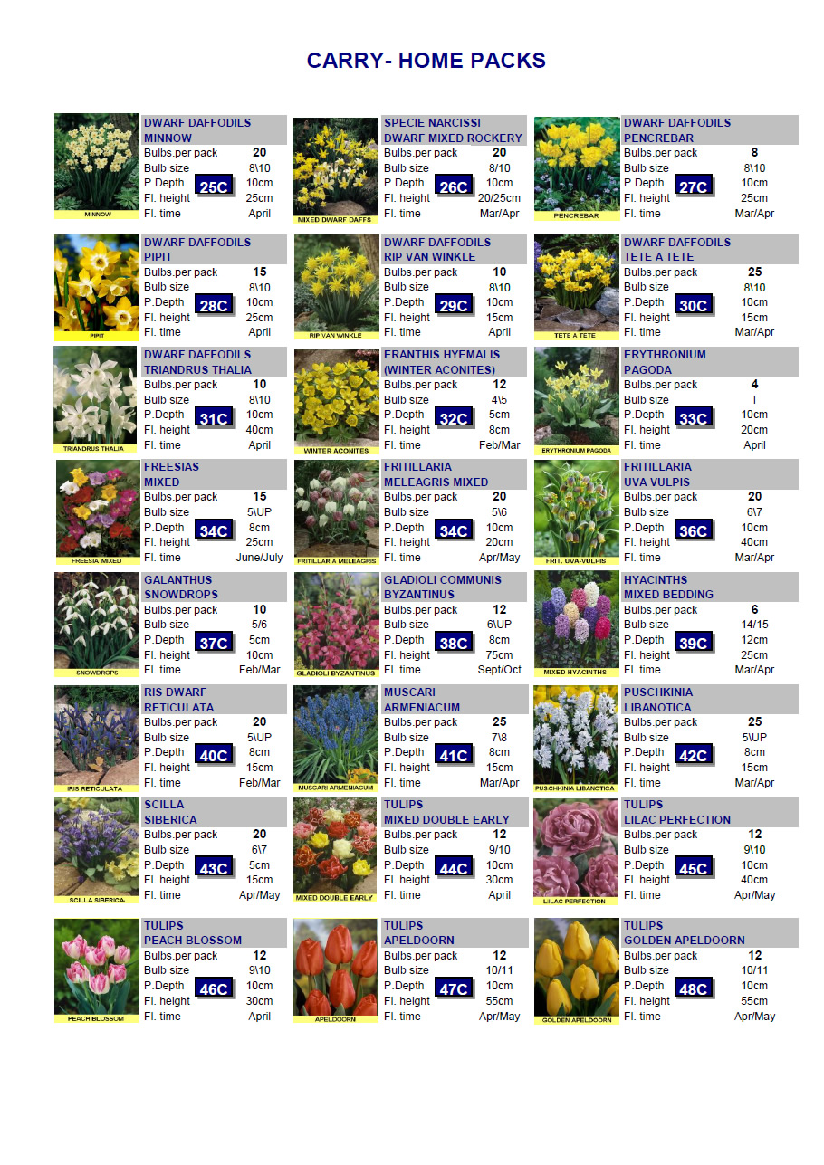 Wholesale Flower Bulbs, Potted Bulbs, Perennials & Lilies
