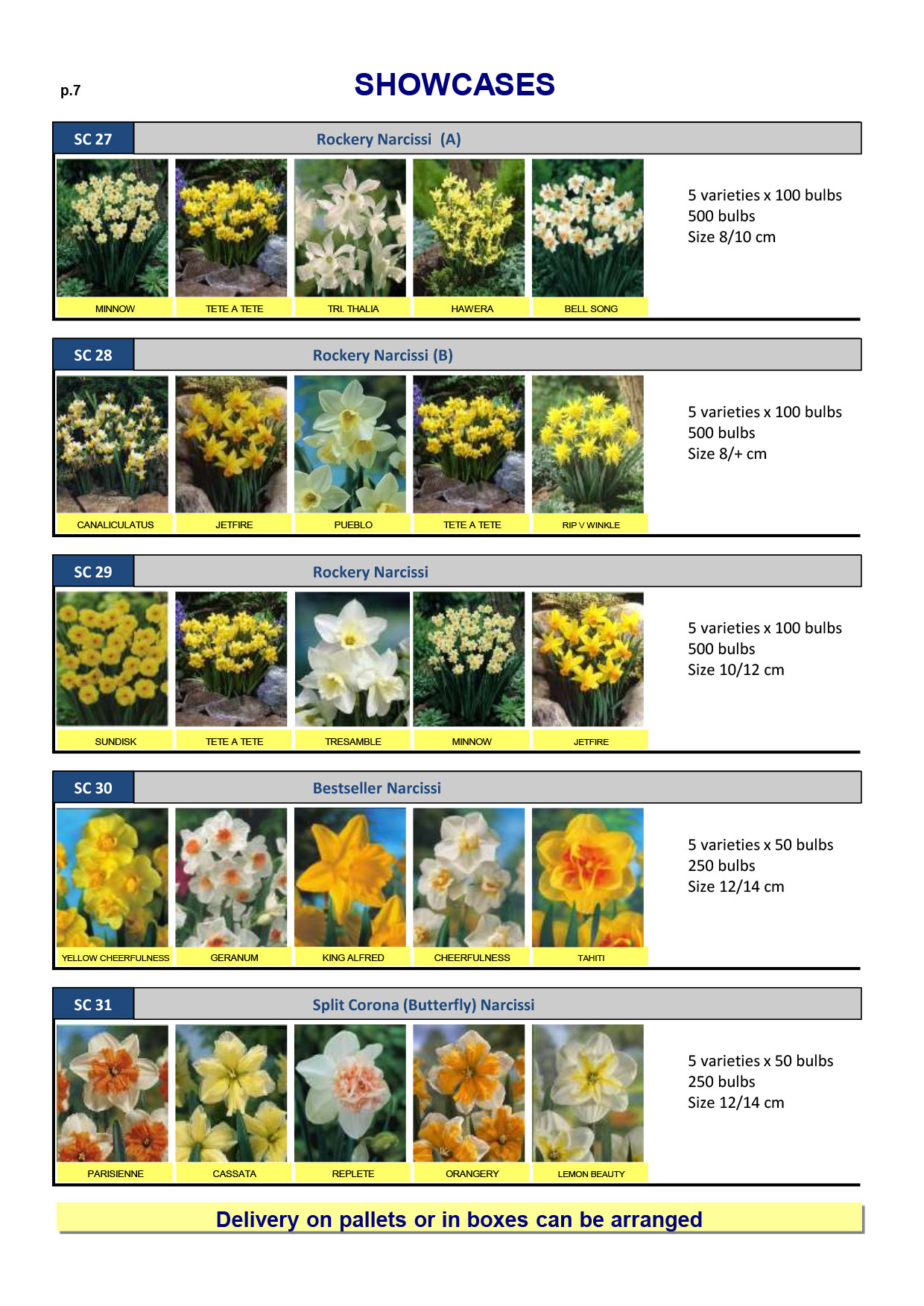 Wholesale Flower Bulbs, Potted Bulbs, Perennials & Lilies